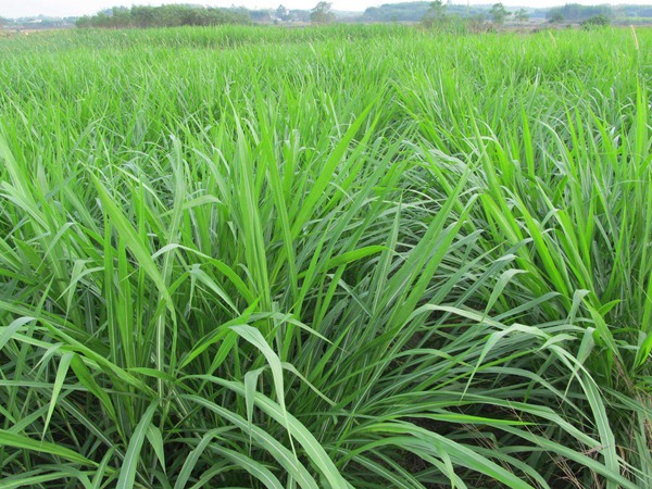 <a href='http://www.hn123.net.cn/mucaozhongzi/1686.html' target='_blank'>皇竹草</a>