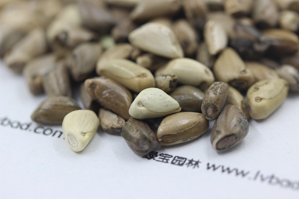 <a href='http://www.hn123.net.cn/mucaozhongzi/1688.html' target='_blank'>墨西哥玉米草種子</a>