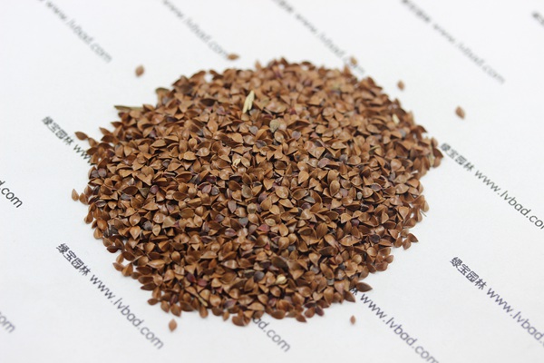 <a href='http://www.hn123.net.cn/mucaozhongzi/1589.html' target='_blank'>魯梅克斯草種子</a>