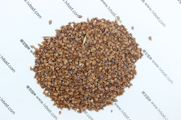 <a href='http://www.hn123.net.cn/mucaozhongzi/1589.html' target='_blank'>魯梅克斯草種子</a>