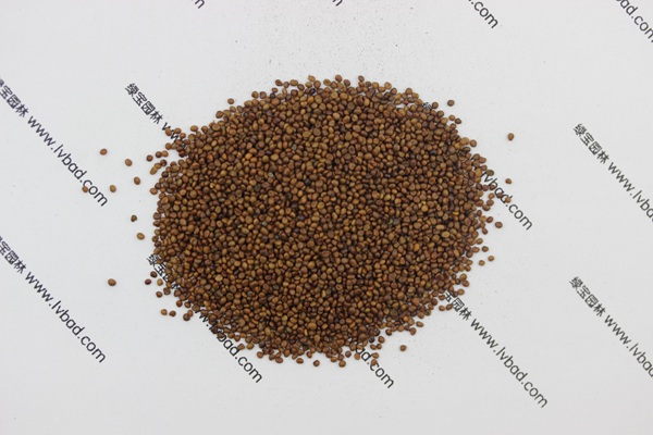 <a href='http://www.hn123.net.cn/mucaozhongzi/1682.html' target='_blank'>百脈根</a><a href='http://www.hn123.net.cn/' target='_blank'>種子</a>