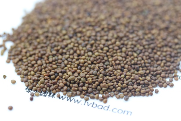 百脈根<a href='http://www.hn123.net.cn/' target='_blank'>種子</a>