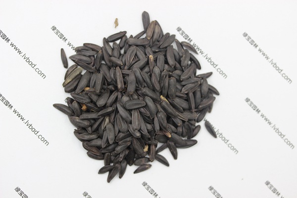 <a href='http://www.hn123.net.cn/caohuazhongzi/1018.html' target='_blank'>矮向日葵種子</a>