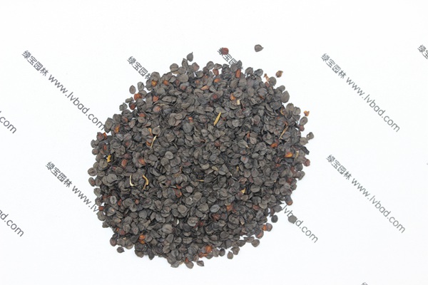 常夏<a href='http://www.hn123.net.cn/caohuazhongzi/97045.html' target='_blank'>石竹種子</a>