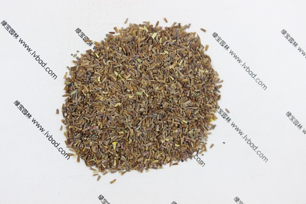 <a href='http://www.hn123.net.cn/caohuazhongzi/1072.html' target='_blank'>黃菊花</a><a href='http://www.hn123.net.cn/' target='_blank'>種子</a>