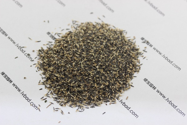<a href='http://www.hn123.net.cn/caohuazhongzi/1074.html' target='_blank'>藿香薊種子</a>