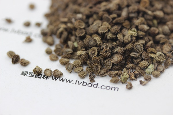 <a href='http://www.hn123.net.cn/caohuazhongzi/1635.html' target='_blank'>勿忘我種子</a>