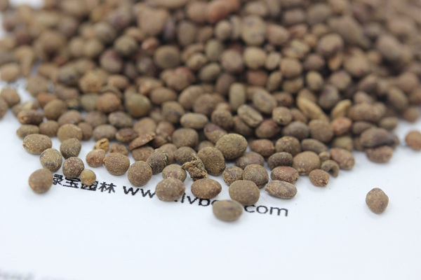 <a href='http://www.hn123.net.cn/caohuazhongzi/1655.html' target='_blank'>指甲花</a><a href='http://www.hn123.net.cn/' target='_blank'>種子</a>