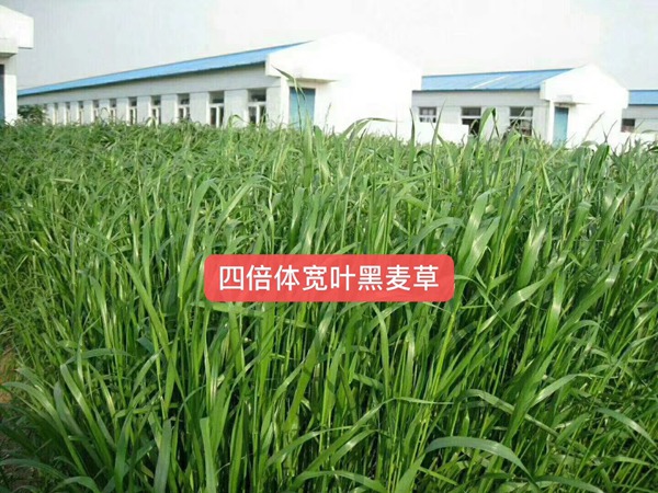 多倍體黑麥草<a href='http://www.hn123.net.cn/' target='_blank'>種子</a>