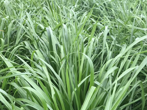 <a href='http://www.hn123.net.cn/mucaozhongzi/16011.html' target='_blank'>多倍體黑麥草種子</a>