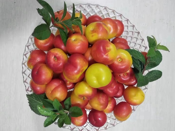 鈣果<a href='http://www.hn123.net.cn/' target='_blank'>種子</a>