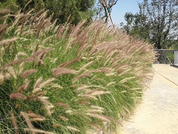 <a href='http://www.hn123.net.cn/caopingzhongzi/16012.html' target='_blank'>觀賞狼尾草種子</a>