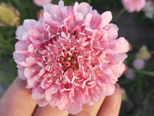 紫盆花<a href='http://www.hn123.net.cn/' target='_blank'>種子</a>