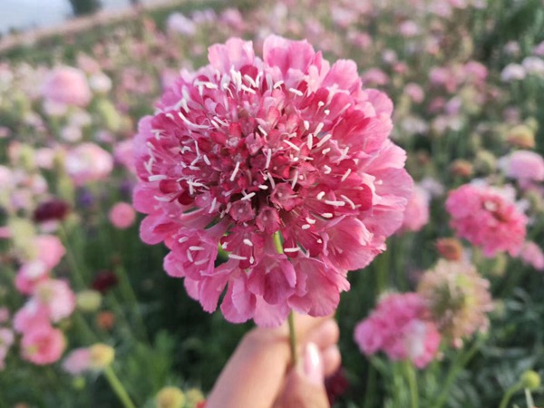 <a href='http://www.hn123.net.cn/caohuazhongzi/16014.html' target='_blank'>紫盆花種子</a>