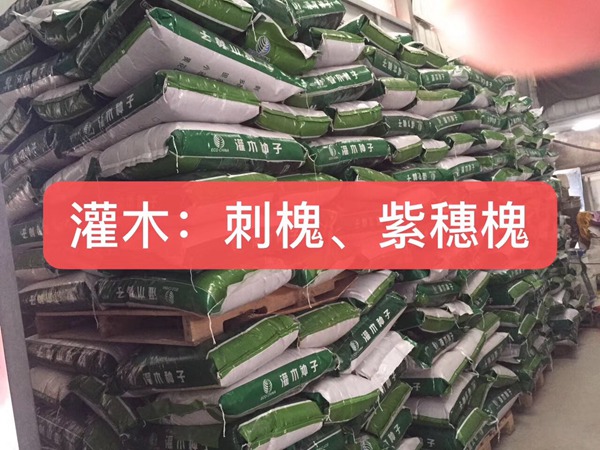 <a href='http://www.hn123.net.cn/linmuzhongzi/16015.html' target='_blank'>刺槐</a><a href='http://www.hn123.net.cn/' target='_blank'>種子</a>