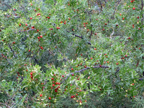 酸棗<a href='http://www.hn123.net.cn/' target='_blank'>種子</a>