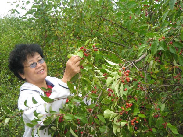 <a href='http://www.hn123.net.cn/guoshuzhongzi/2184.html' target='_blank'>山丁子種子</a>