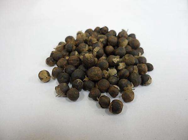 <a href='http://www.hn123.net.cn/linmuzhongzi/2192.html' target='_blank'>蔓荊子種子</a>