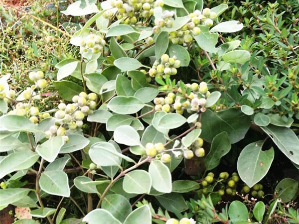 <a href='http://www.hn123.net.cn/linmuzhongzi/2192.html' target='_blank'>蔓荊子種子</a>