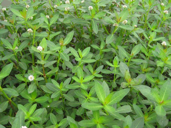 <a href='http://www.hn123.net.cn/shuicaozhongzi/1862.html' target='_blank'>水花生</a>