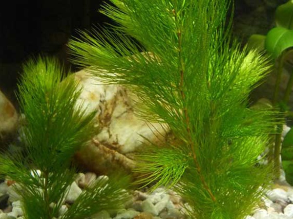 <a href='http://www.hn123.net.cn/shuicaozhongzi/1857.html' target='_blank'>金魚(yú)藻種子</a>