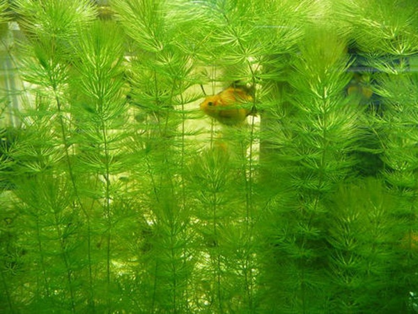 金魚(yú)藻<a href='http://www.hn123.net.cn/' target='_blank'>種子</a>
