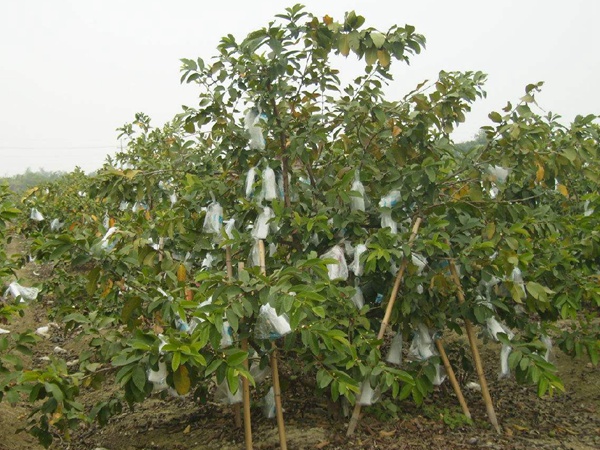 <a href='http://www.hn123.net.cn/guoshuzhongzi/2175.html' target='_blank'>潘石榴</a>