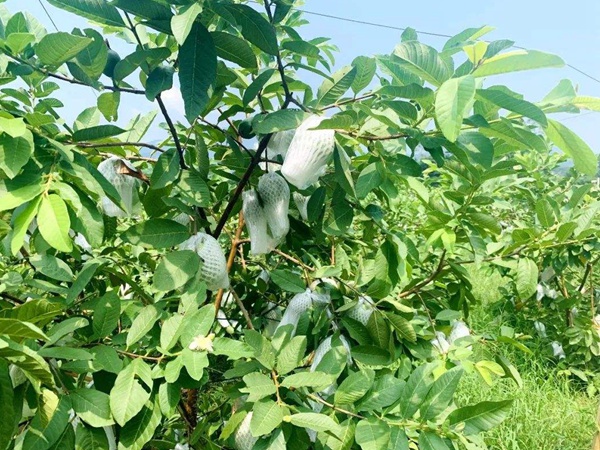 潘<a href='http://www.hn123.net.cn/guoshuzhongzi/1885.html' target='_blank'>石榴</a>