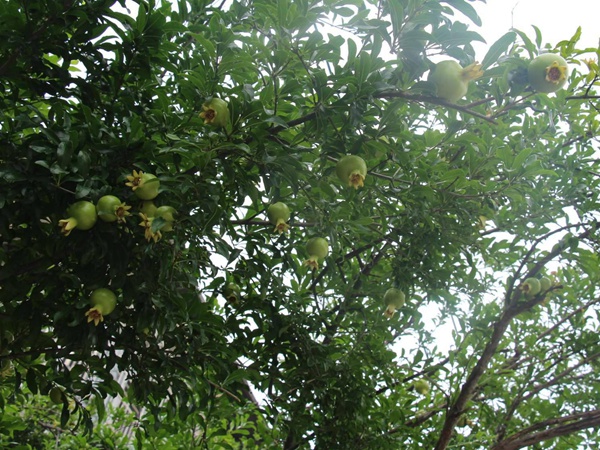<a href='http://www.hn123.net.cn/guoshuzhongzi/2175.html' target='_blank'>潘石榴</a>