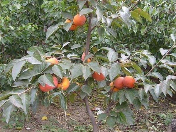 <a href='http://www.hn123.net.cn/guoshuzhongzi/1878.html' target='_blank'>柿樹種子</a>