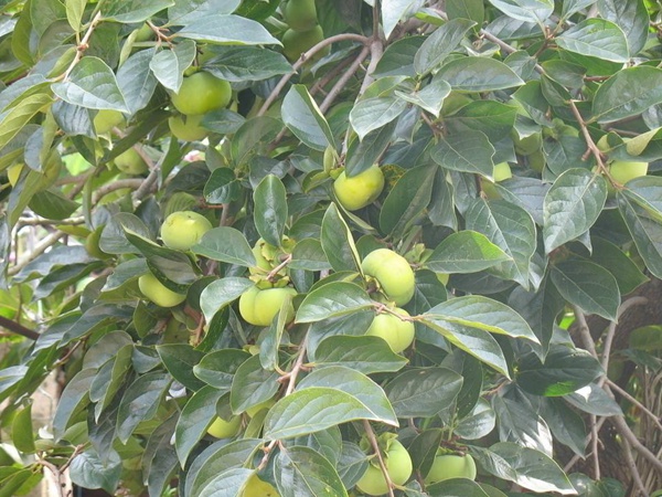 柿樹<a href='http://www.hn123.net.cn/' target='_blank'>種子</a>