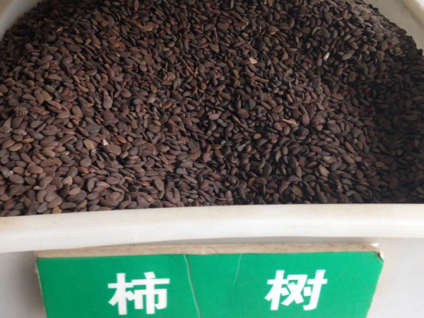 柿樹<a href='http://www.hn123.net.cn/' target='_blank'>種子</a>