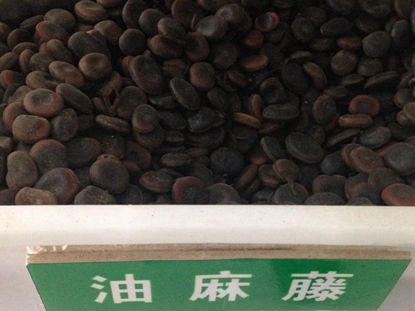 <a href='http://www.hn123.net.cn/linmuzhongzi/2188.html' target='_blank'>油麻藤種子</a>