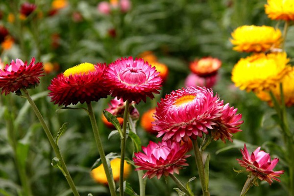<a href='http://www.hn123.net.cn/caohuazhongzi/16046.html' target='_blank'>麥桿菊</a>