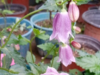 風(fēng)鈴草種子