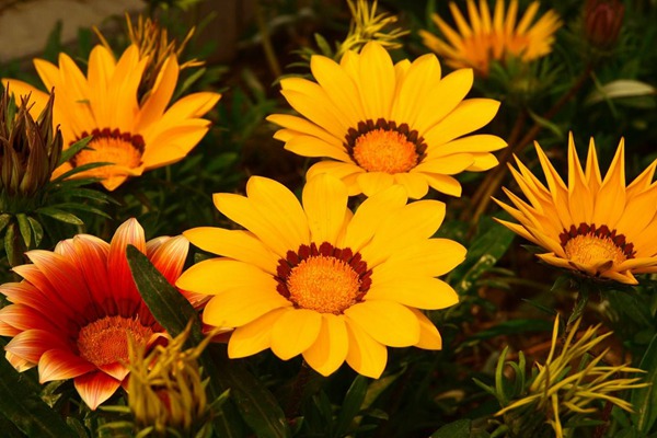<a href='http://www.hn123.net.cn/caohuazhongzi/16053.html' target='_blank'>勛章菊</a>