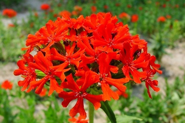 <a href='http://www.hn123.net.cn/caohuazhongzi/16308.html' target='_blank'>剪秋羅</a>