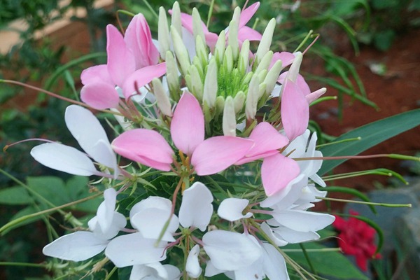 <a href='http://www.hn123.net.cn/caohuazhongzi/16533.html' target='_blank'>醉碟花</a>