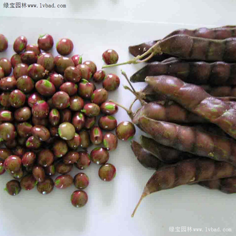 <a href='http://www.hn123.net.cn/linmuzhongzi/22337.html' target='_blank'>木豆種子</a>
