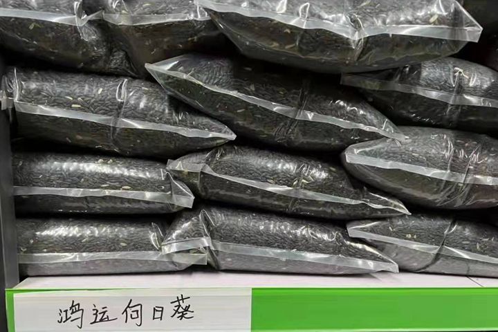 <a href='http://www.hn123.net.cn/caohuazhongzi/43360.html' target='_blank'>鴻運向日葵</a>