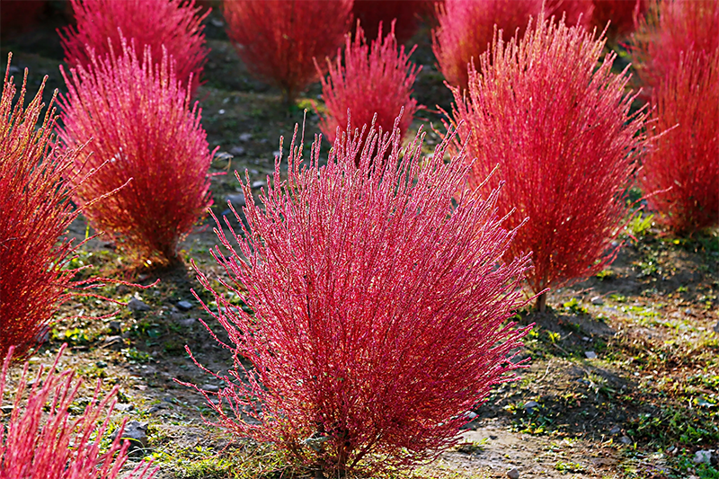 <a href='http://www.hn123.net.cn/caohuazhongzi/16600.html' target='_blank'>紅葉地膚</a>植株圖片