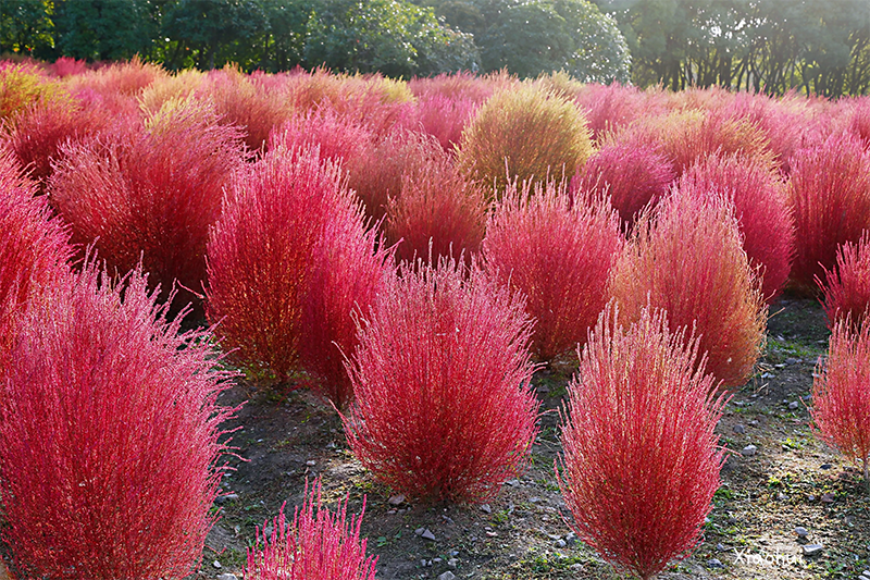 <a href='http://www.hn123.net.cn/caohuazhongzi/16600.html' target='_blank'>紅葉地膚</a>植株圖片