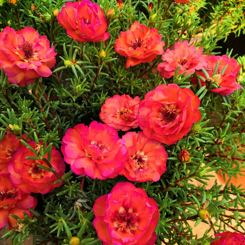 <a href='http://www.hn123.net.cn/caohuazhongzi/16045.html' target='_blank'>太陽花種子</a>