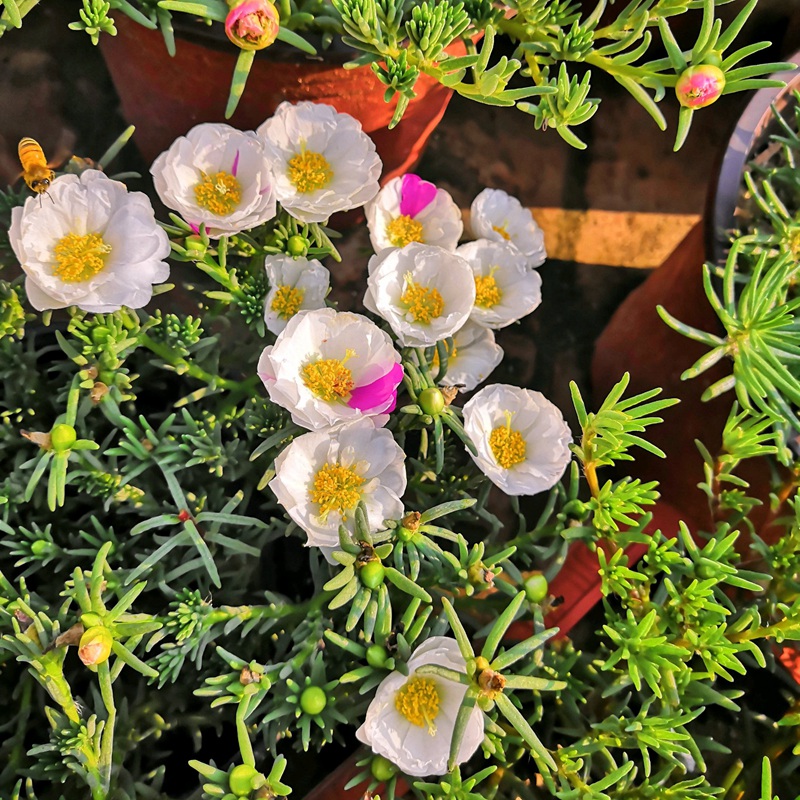 <a href='http://www.hn123.net.cn/caohuazhongzi/16045.html' target='_blank'>太陽花種子</a>