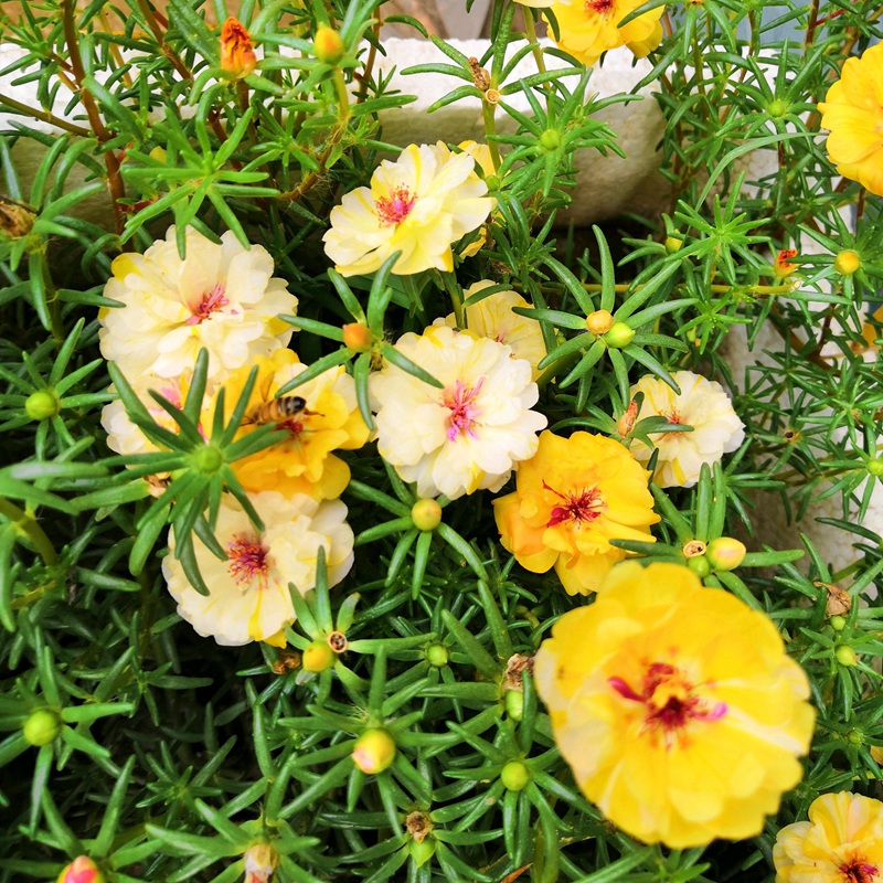 太陽花<a href='http://www.hn123.net.cn/' target='_blank'>種子</a>