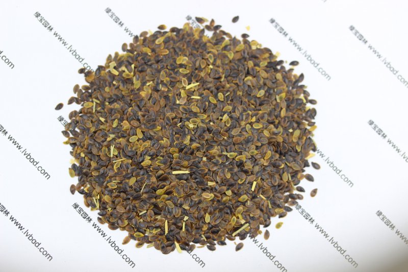 <a href='http://www.hn123.net.cn/caohuazhongzi/1577.html' target='_blank'>藍(lán)花亞麻</a><a href='http://www.hn123.net.cn/' target='_blank'>種子</a>