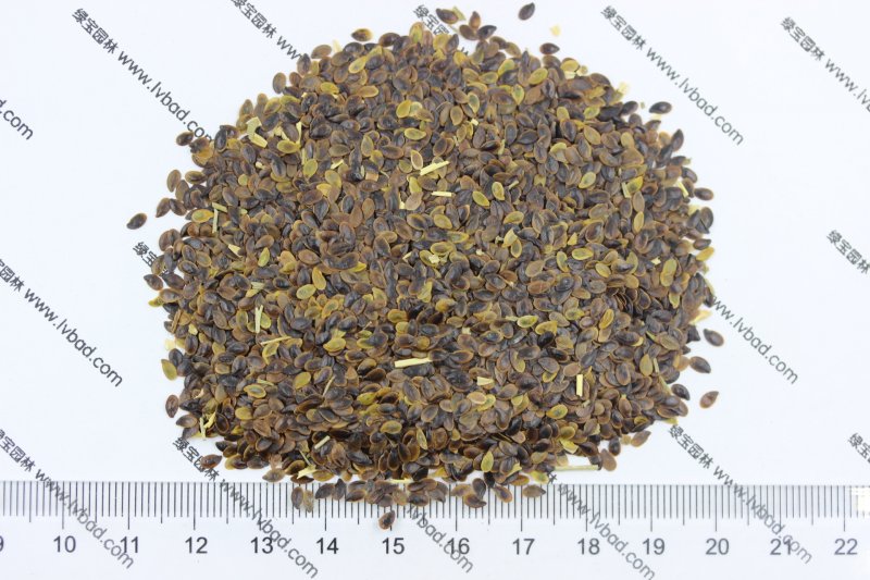 <a href='http://www.hn123.net.cn/caohuazhongzi/1577.html' target='_blank'>藍(lán)花亞麻種子</a>