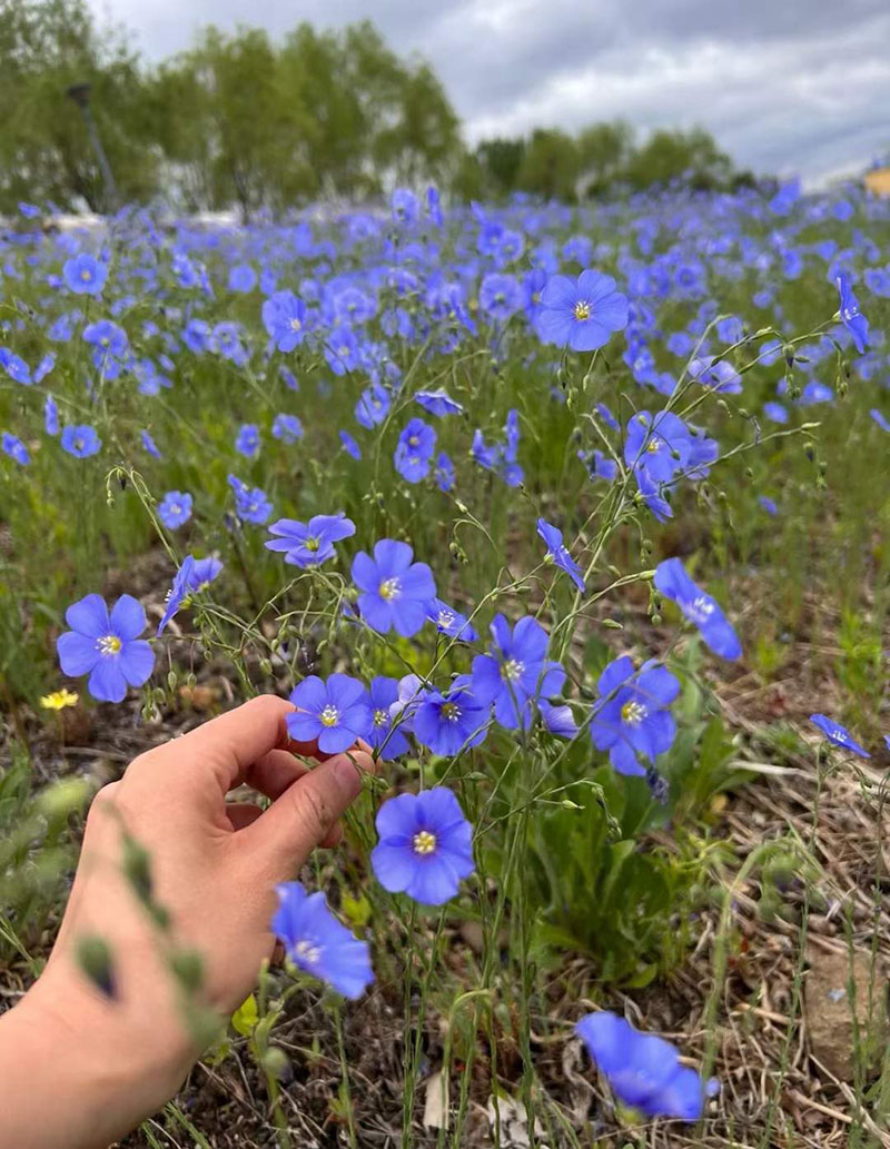 藍(lán)花亞麻開(kāi)花圖片