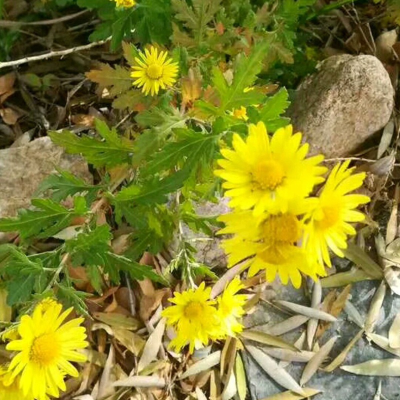 野菊花開花圖片