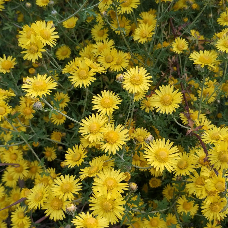 野菊花開花圖片
